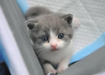 Chinese scientists cloned a deceased kitten to “comfort” its owner