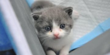 Chinese scientists cloned a deceased kitten to “comfort” its owner