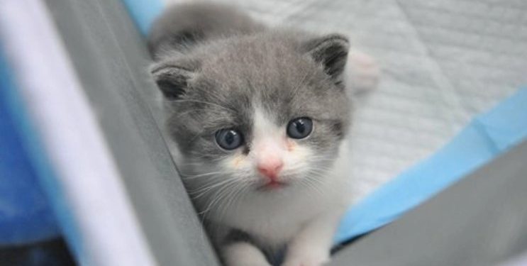 Chinese scientists cloned a deceased kitten to “comfort” its owner