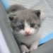 Chinese scientists cloned a deceased kitten to “comfort” its owner