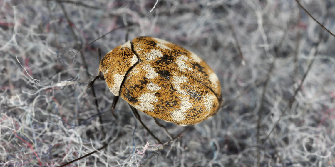 The Secret to Using Dermestid Beetles for Taxidermy