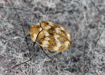 The Secret to Using Dermestid Beetles for Taxidermy