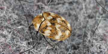 The Secret to Using Dermestid Beetles for Taxidermy