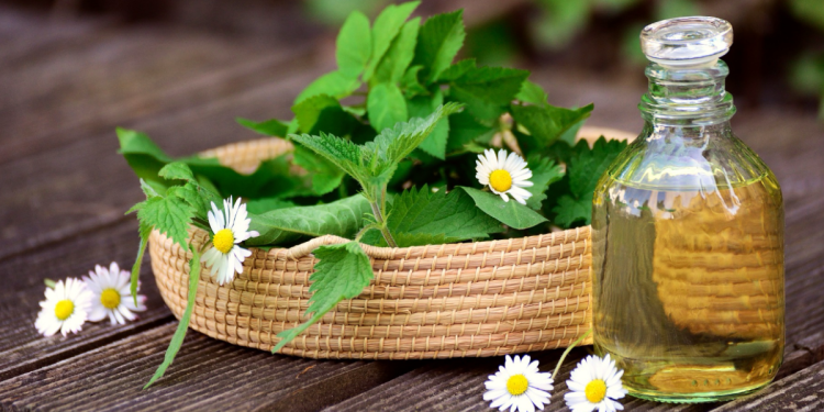Herbal Remedies Grow Your Own Healing Garden at Home in Singapore