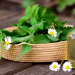 Herbal Remedies Grow Your Own Healing Garden at Home in Singapore