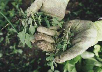 The Art of Indoor Gardening Bringing Nature to Your Singapore Home