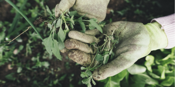 The Art of Indoor Gardening Bringing Nature to Your Singapore Home