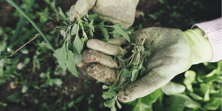 The Art of Indoor Gardening Bringing Nature to Your Singapore Home