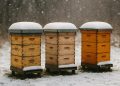 Beehives prepared for winter with insulation and supplies in a snowy backyard beekeeping setup