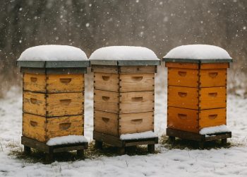Beehives prepared for winter with insulation and supplies in a snowy backyard beekeeping setup