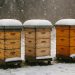 Beehives prepared for winter with insulation and supplies in a snowy backyard beekeeping setup