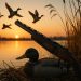 Mallard ducks flying over a marsh at sunrise, illustrating duck hunting strategies for any season